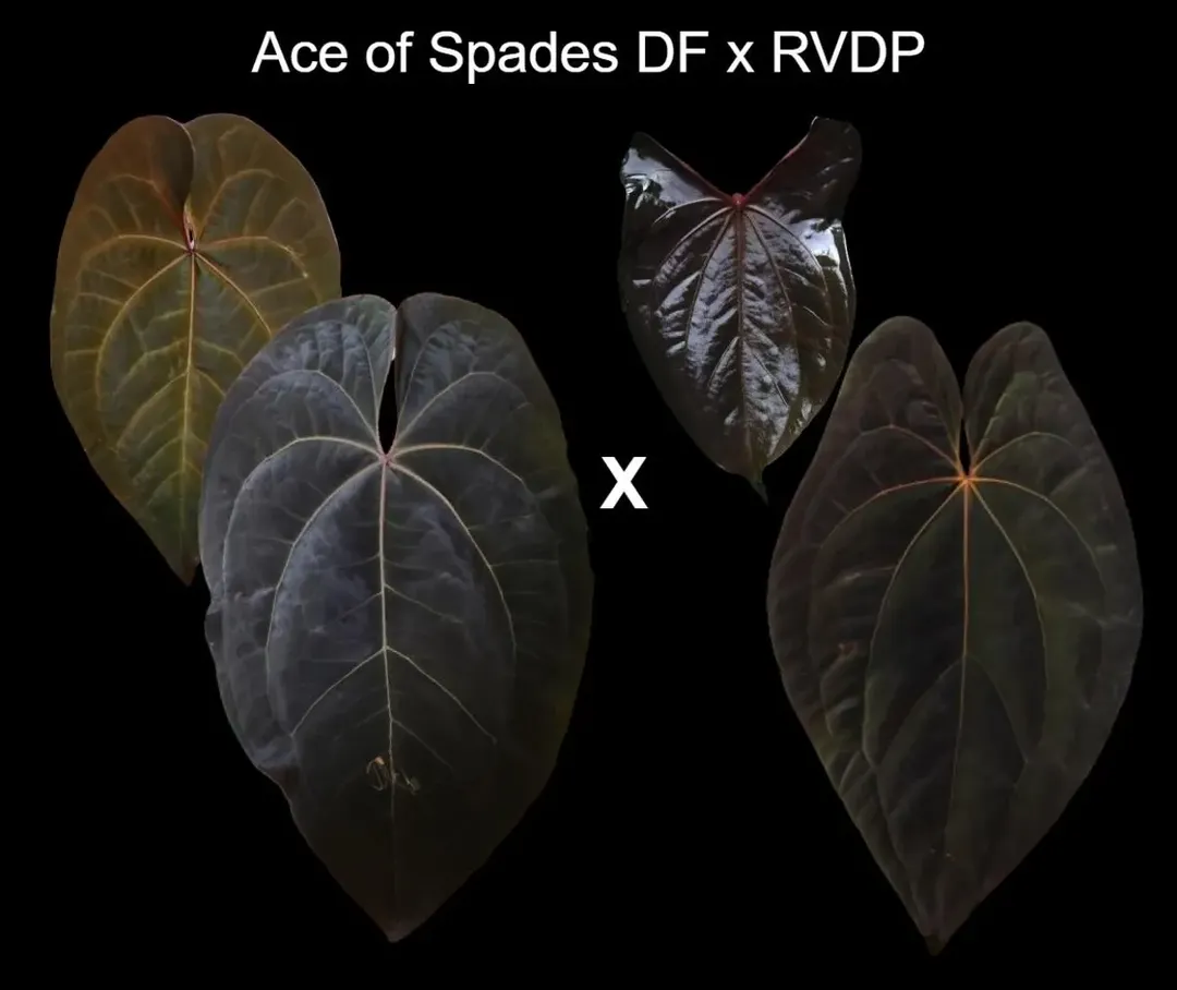 Anthurium AOS DF x RVDP (Tezula Ace of Spades x Red Vein Dark