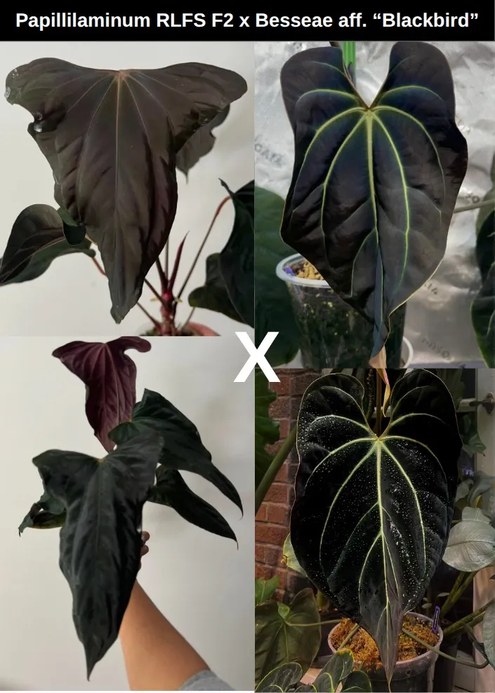Anthurium AOS DF x RVDP (Tezula Ace of Spades x Red Vein Dark