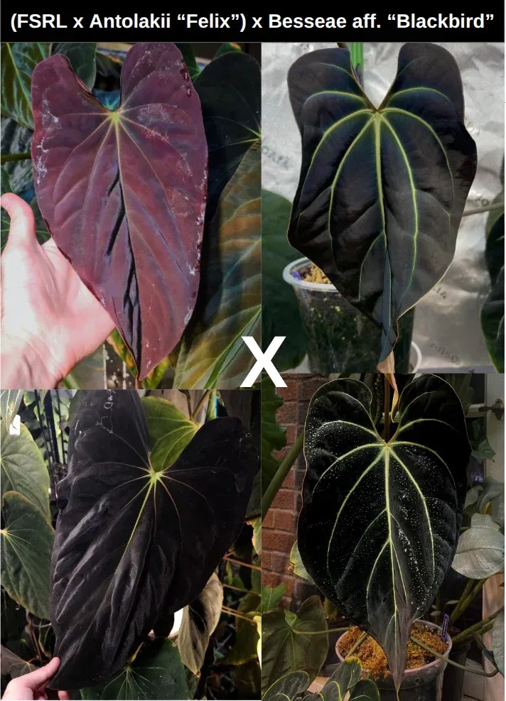 Anthurium Mr.Worldwide x RL self papillilaminum wide sinus