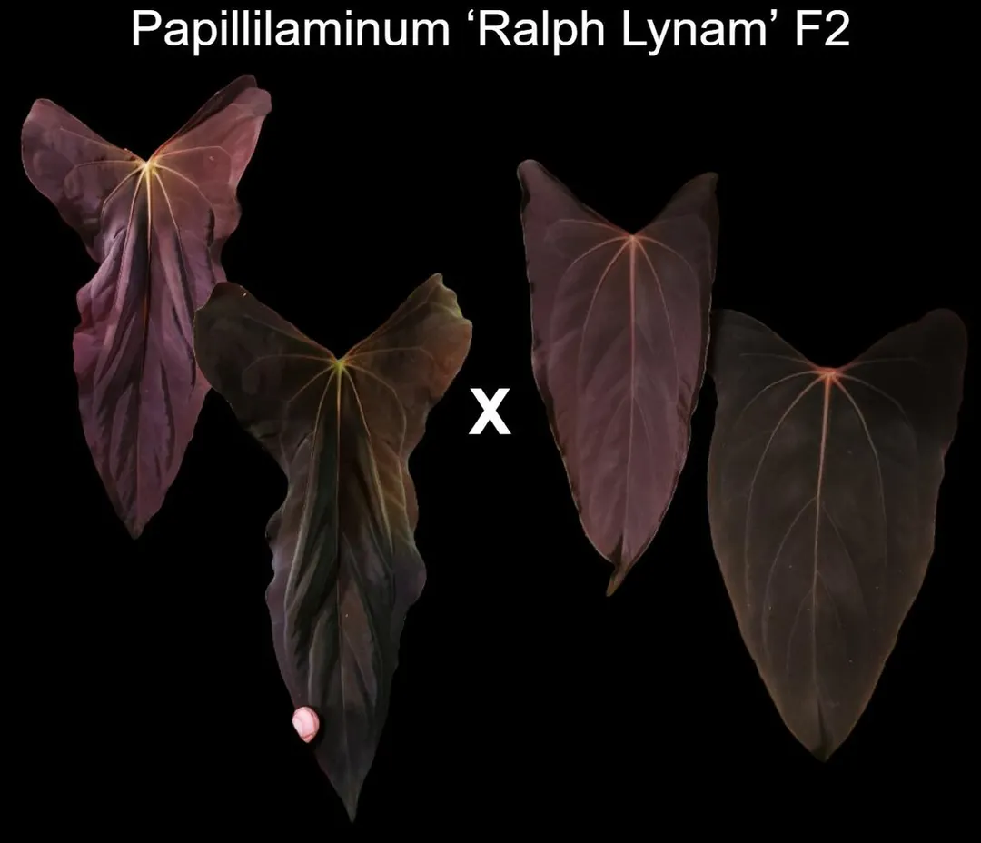 Anthurium AOS DF x RVDP (Tezula Ace of Spades x Red Vein Dark