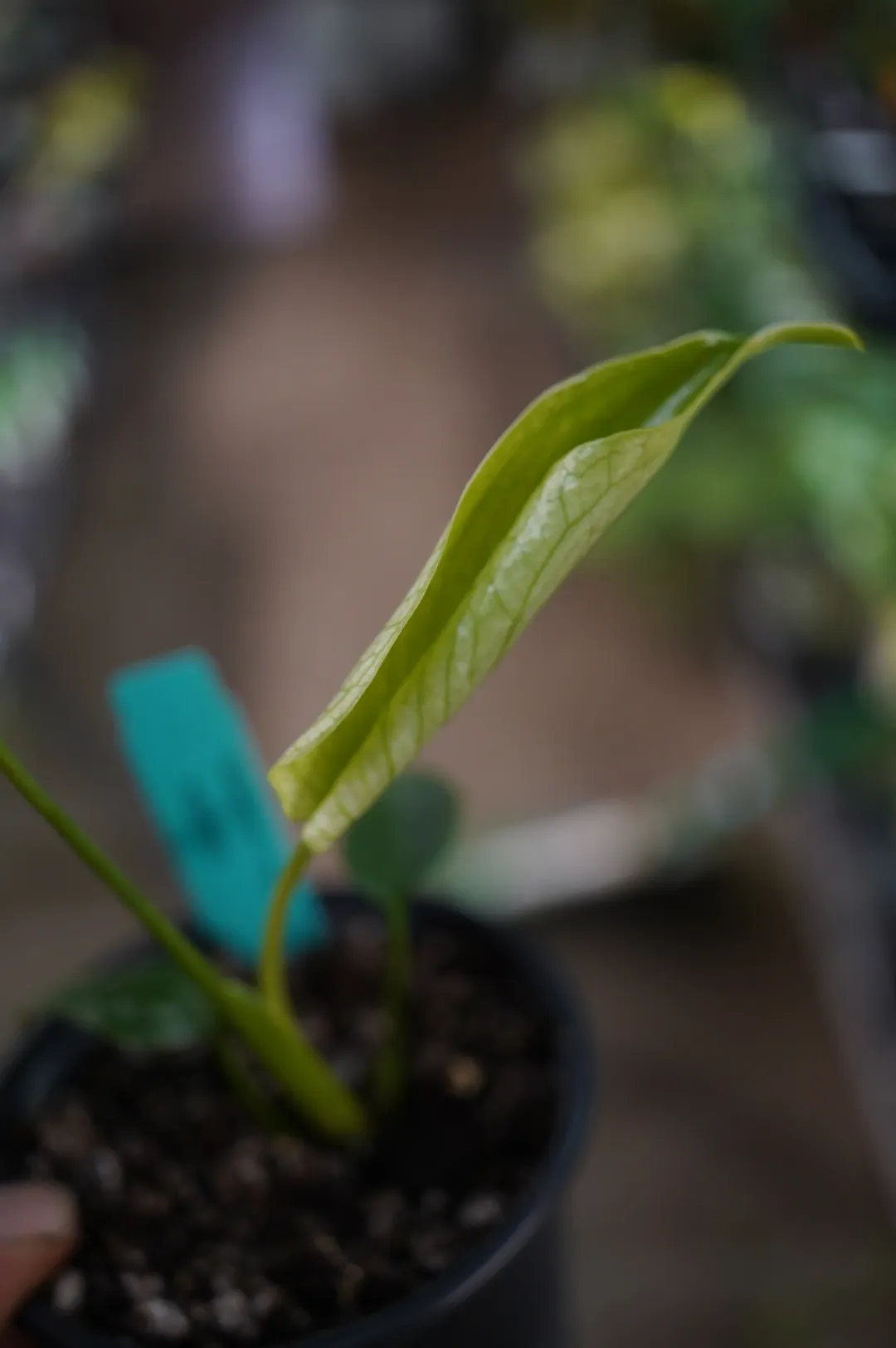 Devil Monster Monstera deliciosa variegted 4