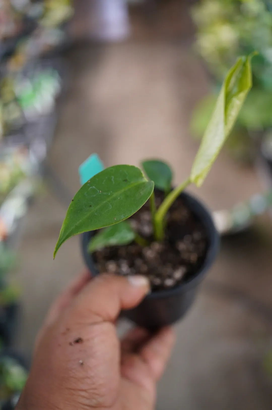 Devil Monster Monstera deliciosa variegted 4