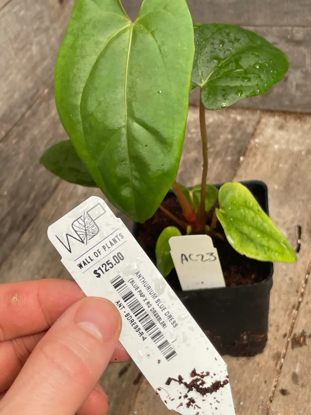 Anthurium Papillilaminum x Blue Papillilaminum Variegated ($425