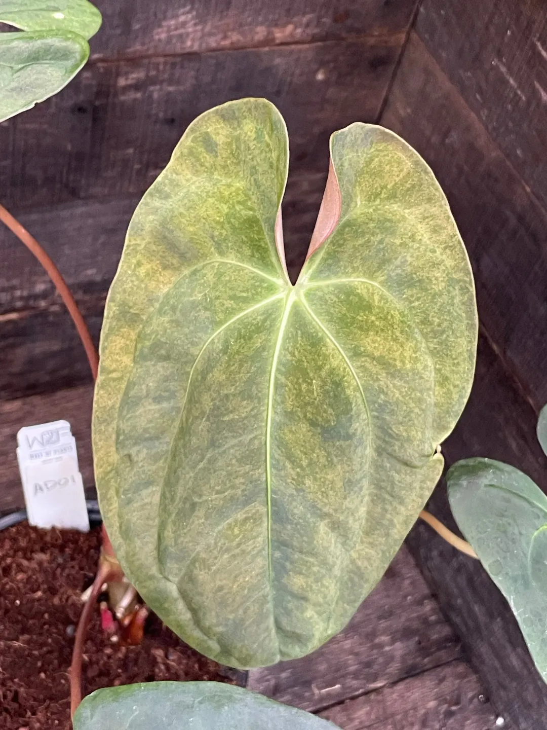 Anthurium Papillilaminum x Blue Papillilaminum Variegated ($425