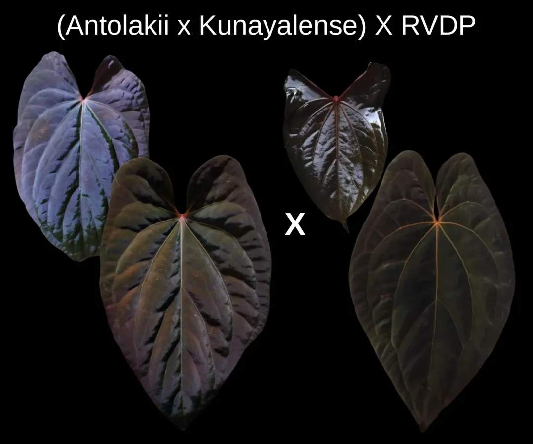 Anthurium AOS DF x RVDP (Tezula Ace of Spades x Red Vein Dark