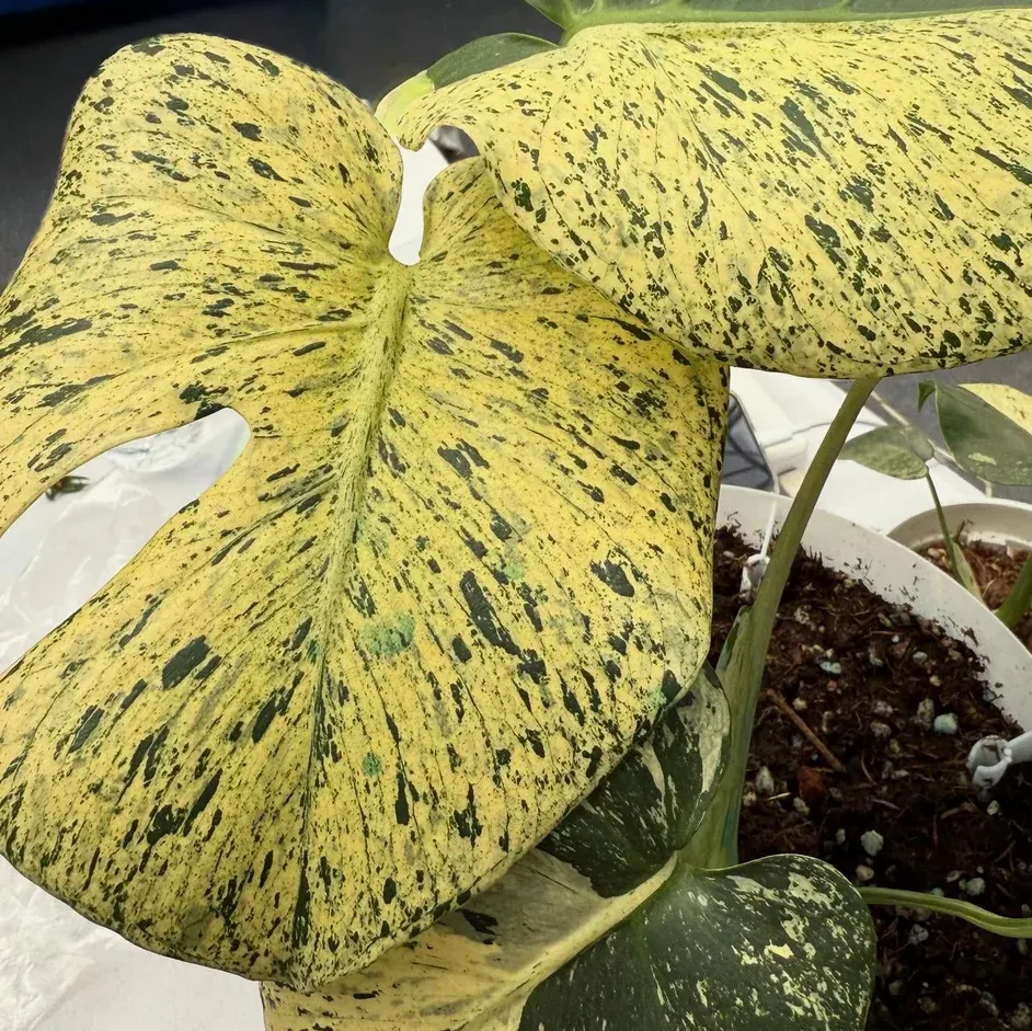 Monstera Star Shadow ($75) from @BaysideNursery