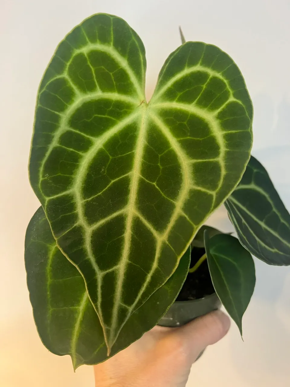Anthurium Clarinervium Hybrid Sulanjana King ($60) from