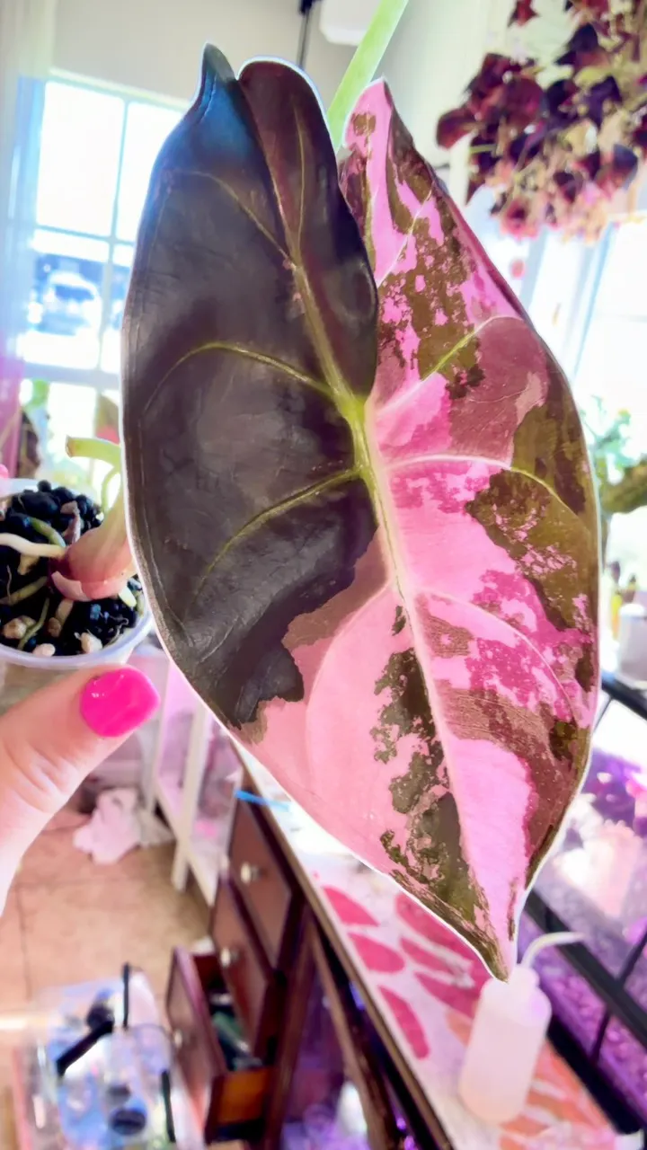 RARE! PINK Golden Bone Alocasia 🦄 ($6995) from @MistyingMyPlanties