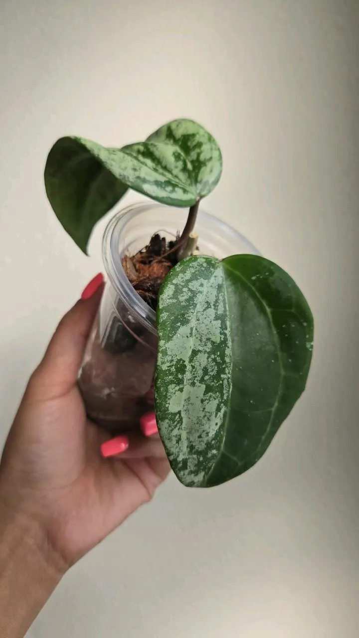 Hoya Latifolia 'MRH' Silver #8033 ($105) from @PlantyDropper