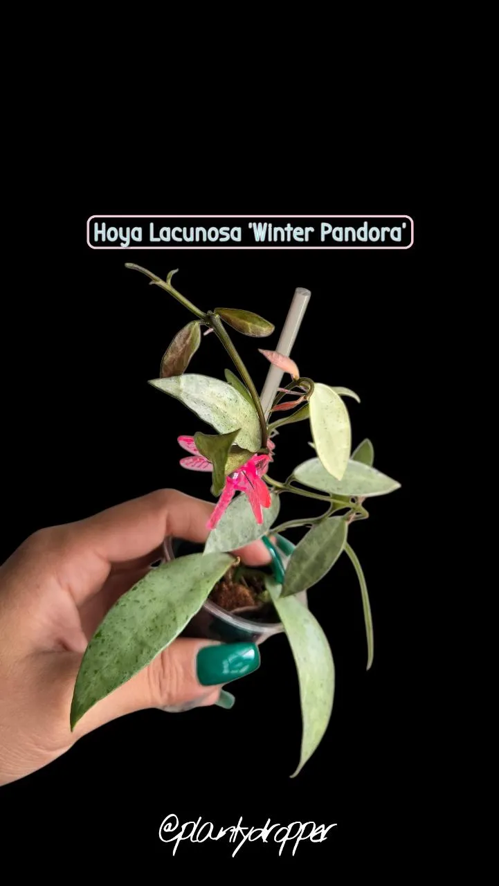 ❄️Hoya Lacunosa 'Winter Pandora' #2137 ($95) from @PlantyDropper