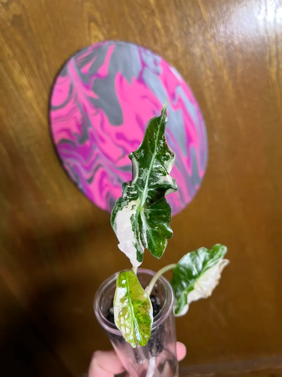 ア*ン様 Pollyanna octave Alocasia Polly Variegated Alocasia Ninja