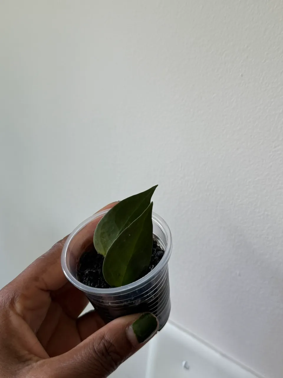 Hoya Carrii (NS13-064) ($30) from @Vintage_Roots