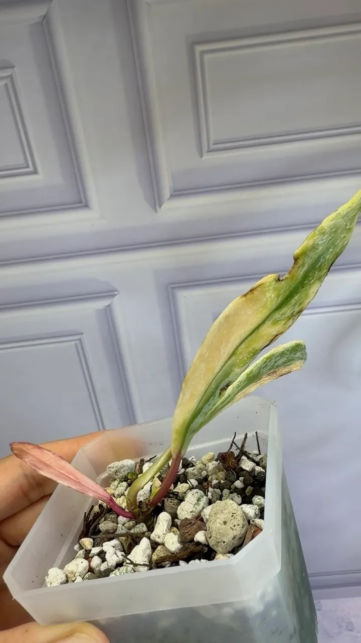 その他観葉植物 Hoya Pubicalyx Albo / peridot Hoya Pubicalyx Albo / peridot variegation ($249) from @HoyaHills