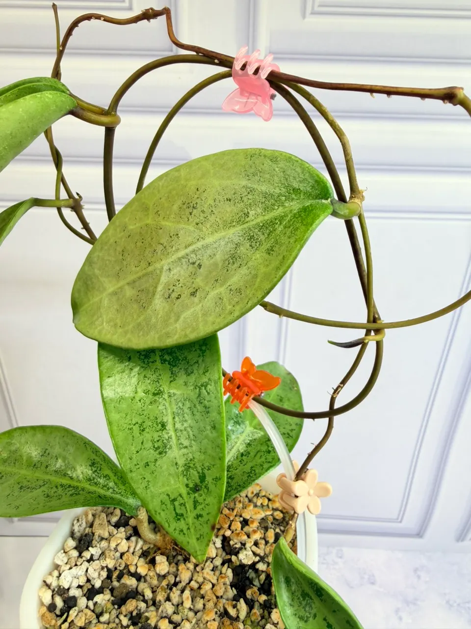 Hoya Verticillata Silver Ghost Vietnam (Clone 2) ($239) from