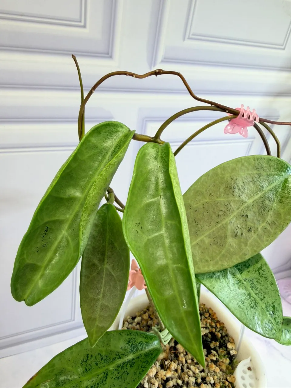 Hoya 2種専用 Hoya Verticillata Silver Ghost Vietnam (Clone 2) ($239) from