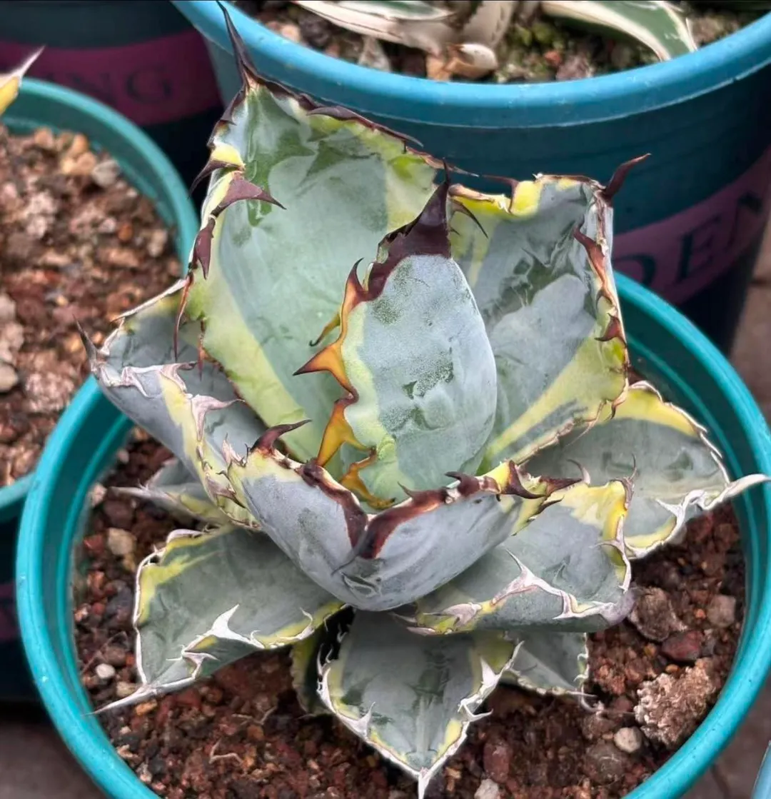 RARE AGAVE titanota blue whale variegated ($450) from