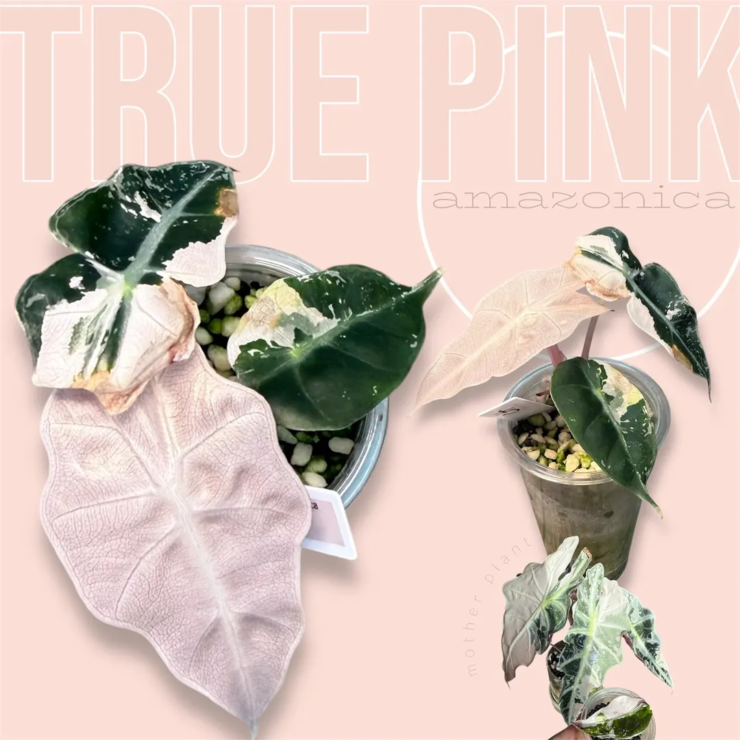 pink amazonica (true pink) - corm grown - variegated alocasia