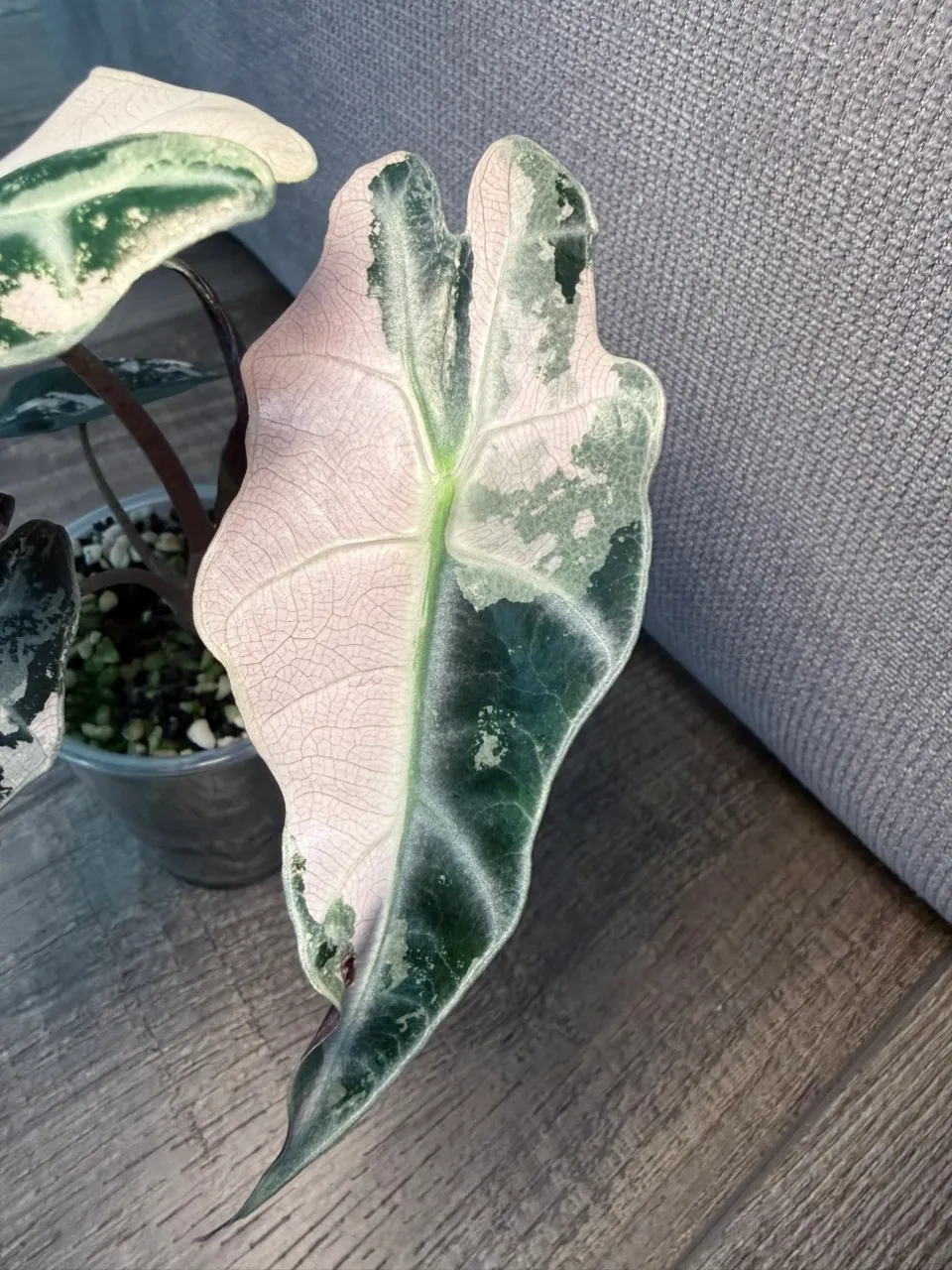 Pink amazonica - true pink - variegated alocasia ($350) from