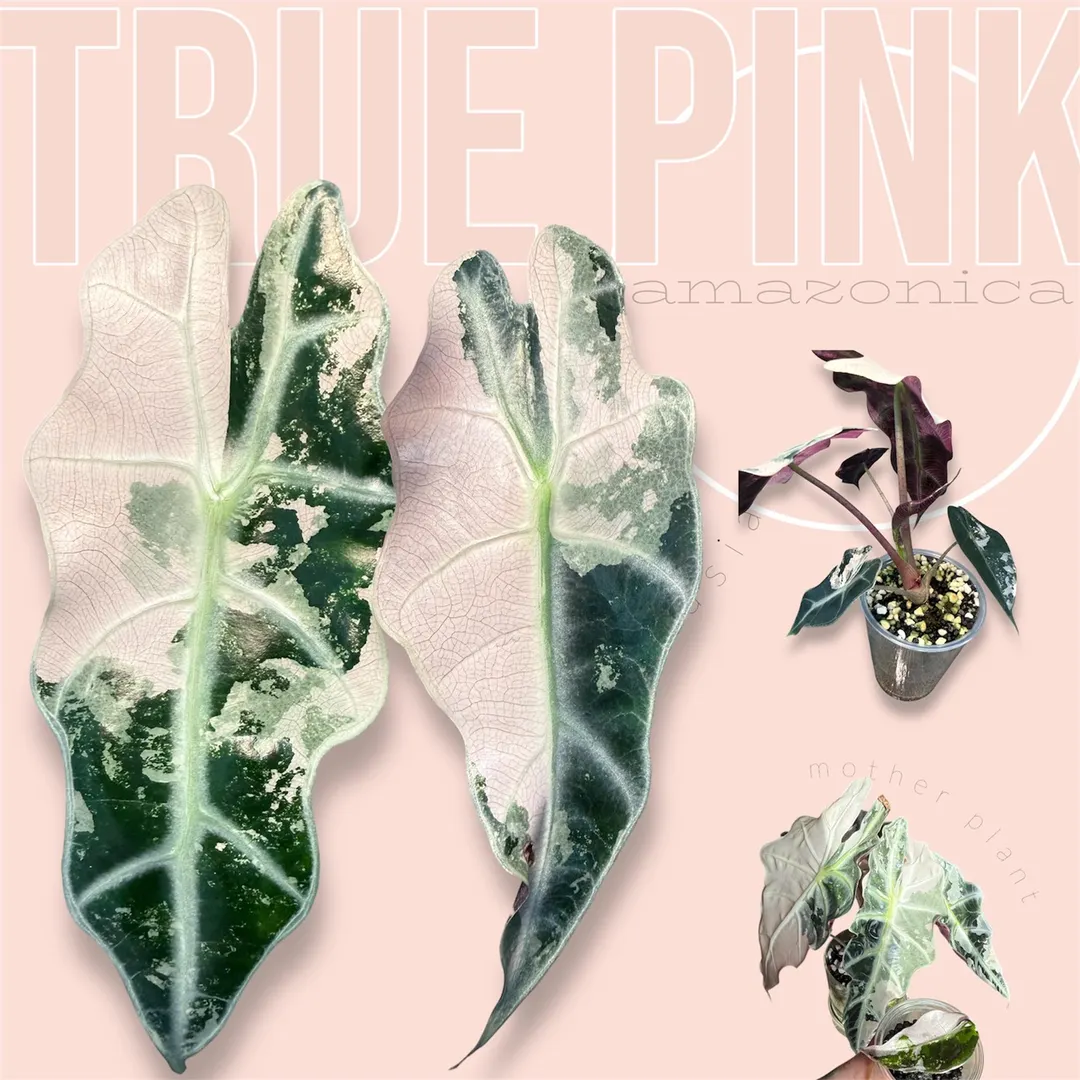 Pink amazonica - true pink - variegated alocasia ($350) from