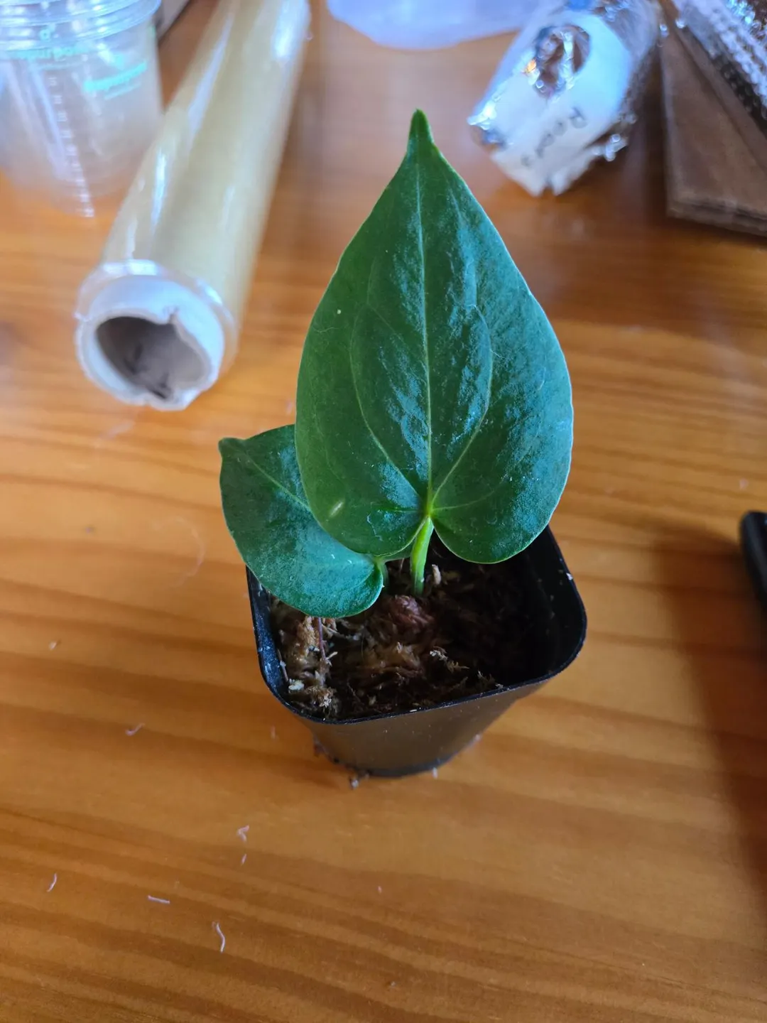 その他観葉植物 Anthurium KOS butterfly Anthurium HU KOS butterfly self ($115) from @LooneyLeaves