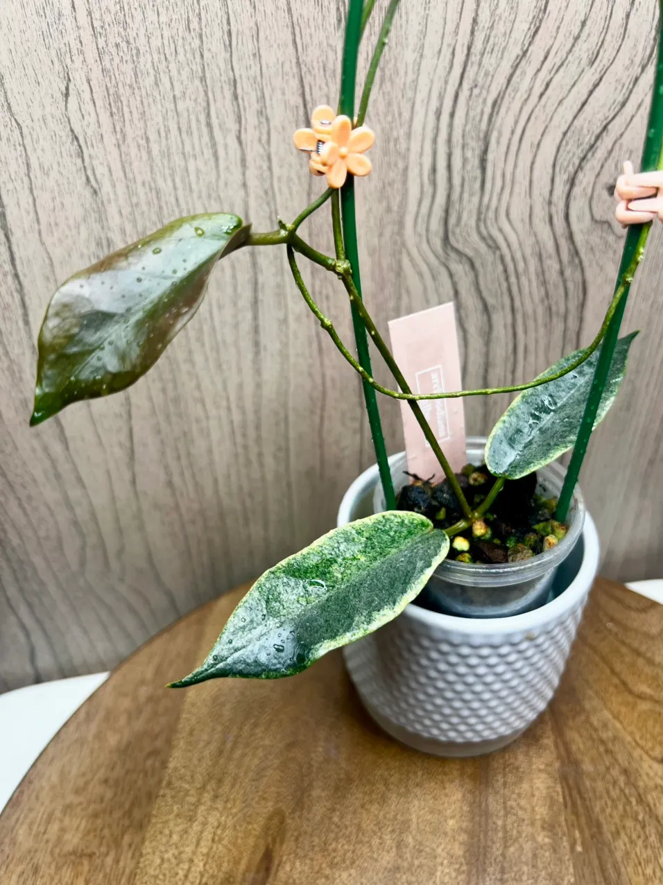 archboldiana albomarginata ($45) from @Miniature_Oasis