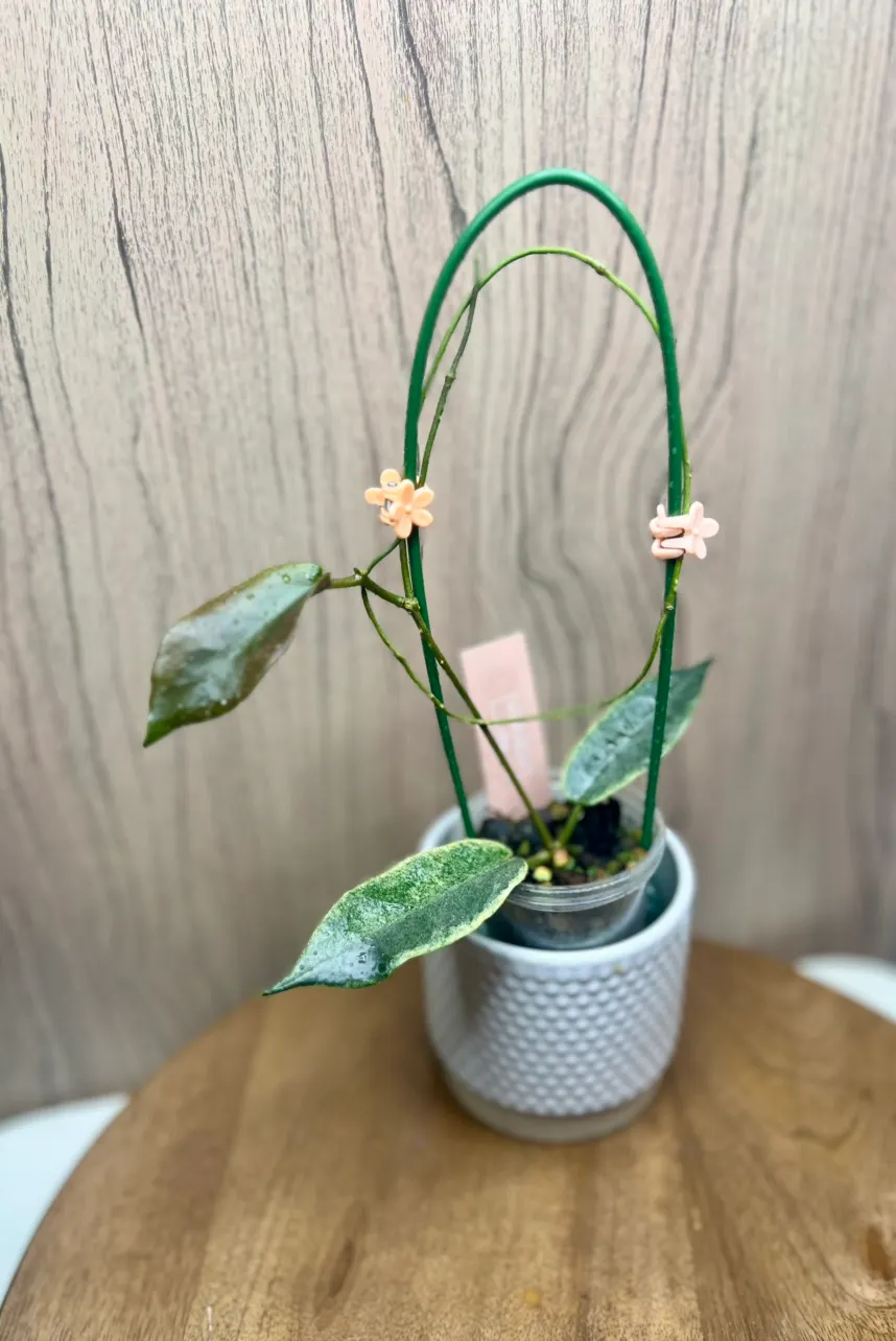 archboldiana albomarginata ($45) from @Miniature_Oasis