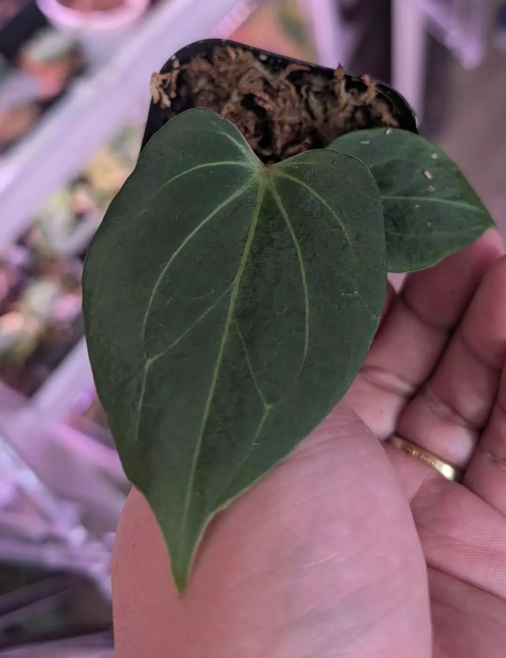 その他観葉植物 Anthurium KOS butterfly Anthurium HU KOS butterfly self ($115) from @LooneyLeaves
