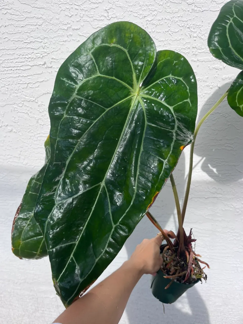 Anthurium Stripey x self (SKG) ($260) from @Tanasianwithplants