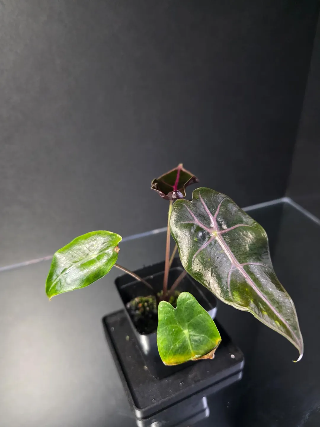 Alocasia Black Satun Pink Bone ($75) from @ThePottedPenguin