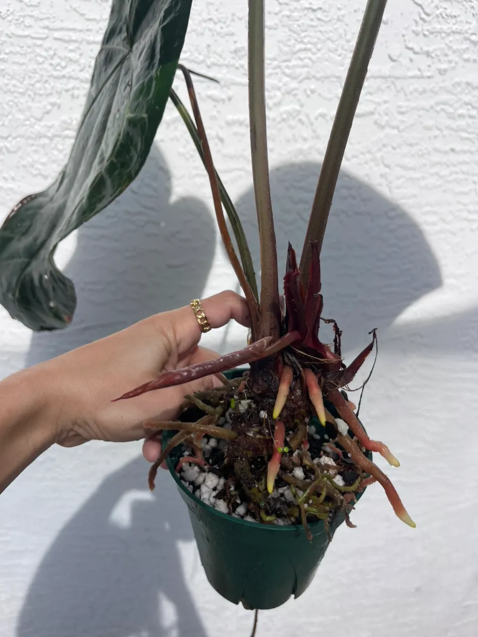 Anthurium Stripey x self (SKG) ($260) from @Tanasianwithplants