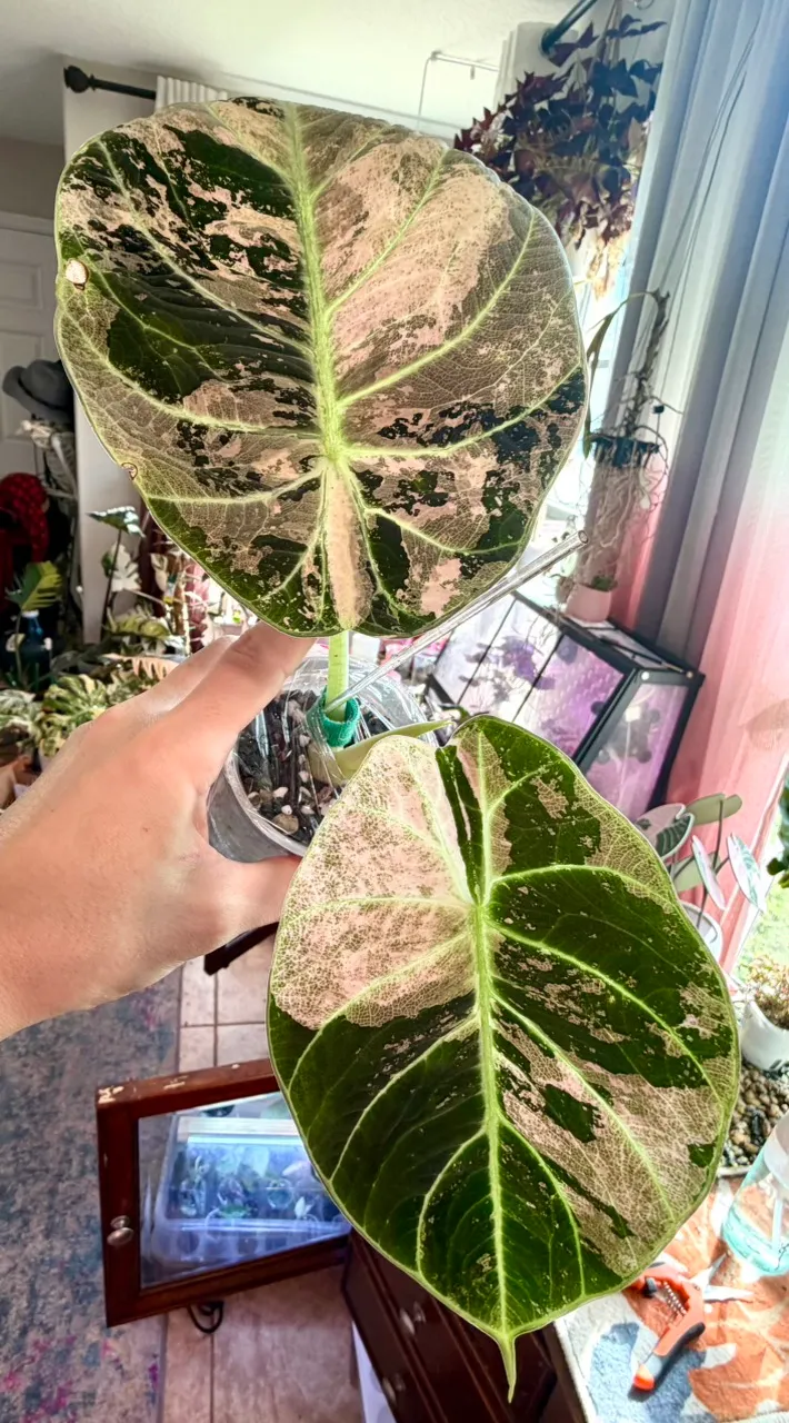 PINK Ninja (not mint) Alocasia ($625) from @MistyingMyPlanties
