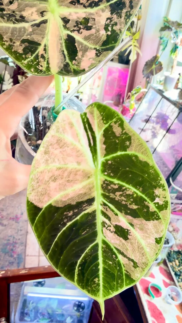 アロカシア Ninja Pink PINK Ninja (not mint) Alocasia ($625) from @MistyingMyPlanties