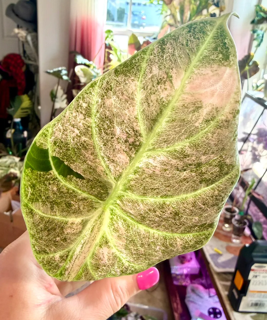PINK Ninja (not mint) Alocasia ($495) from @MistyingMyPlanties