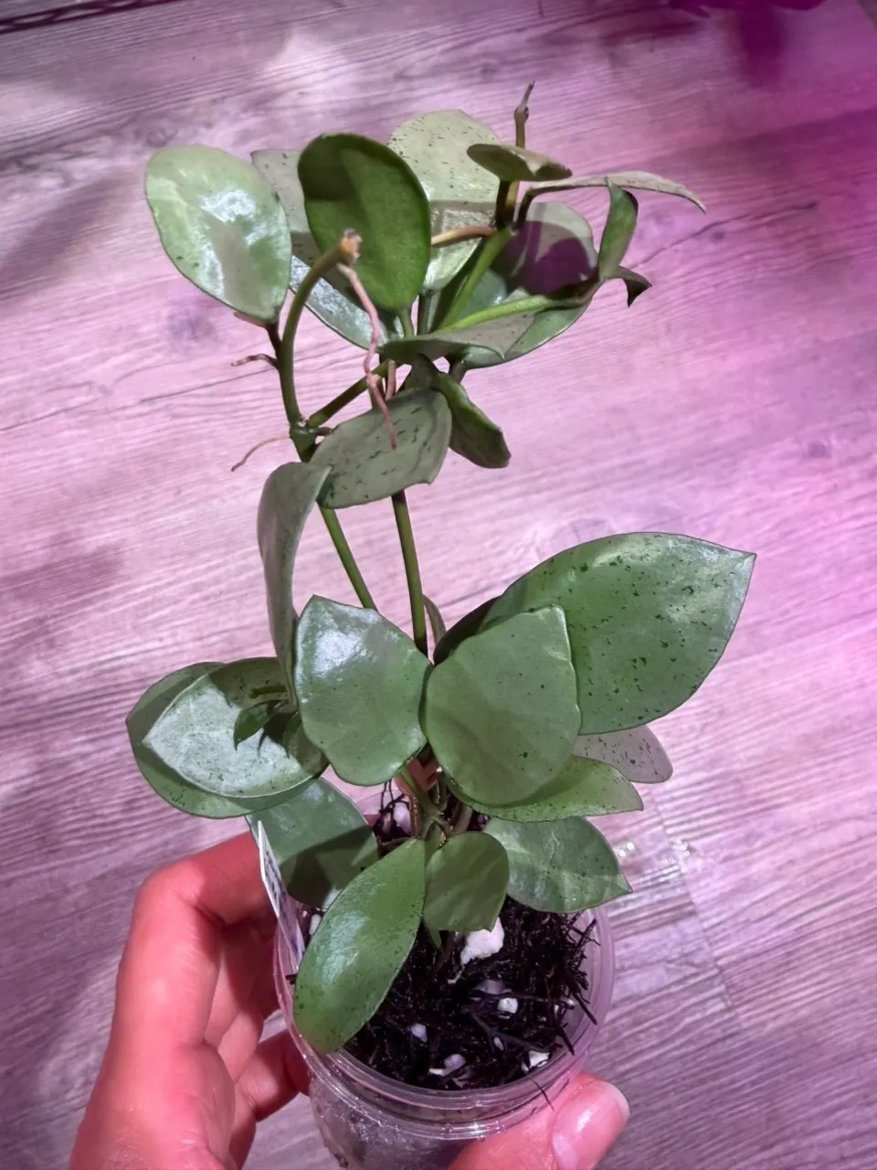 Hoya Lacunosa Full moon ($26) from @Gmae