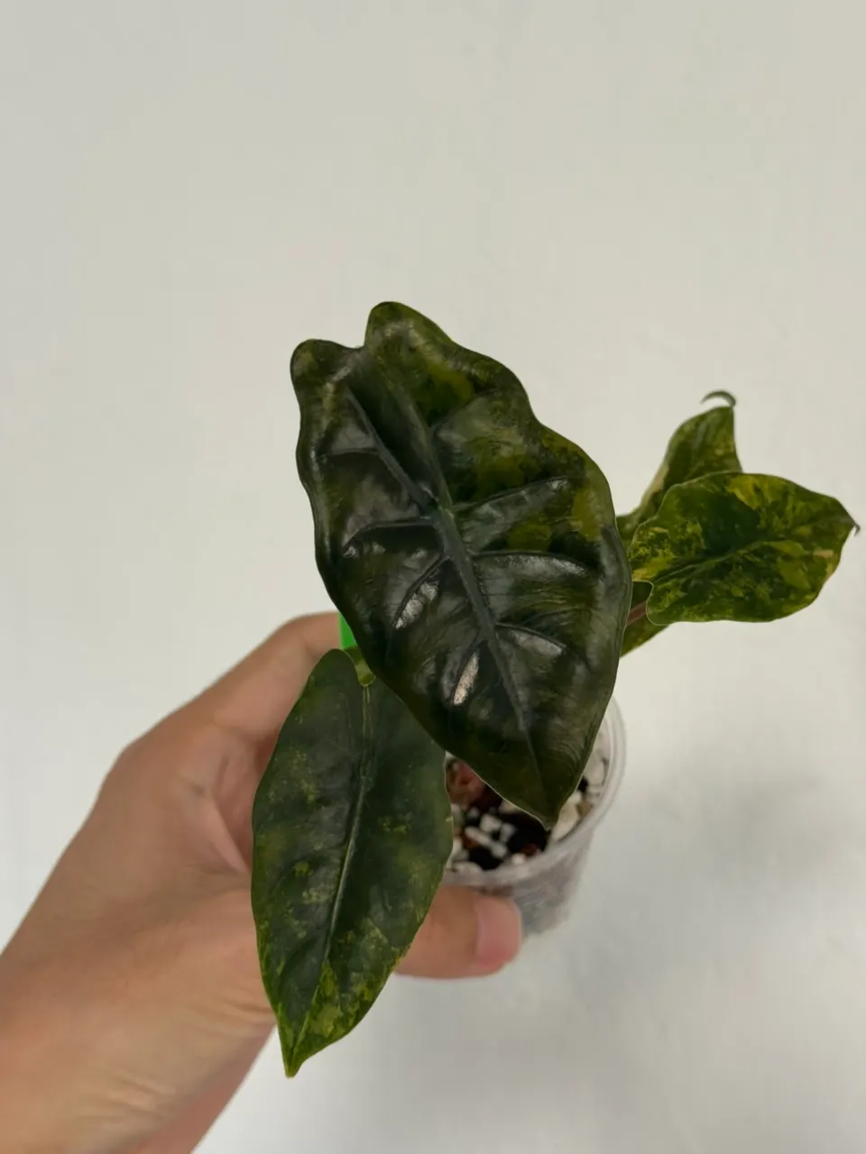 Alocasia Azlanii Aurea (orange) high var #330 ($145) from