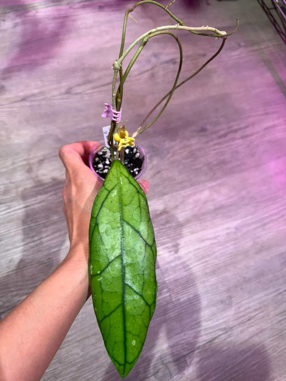 Hoya Hypolasia ($25) from @Gmae