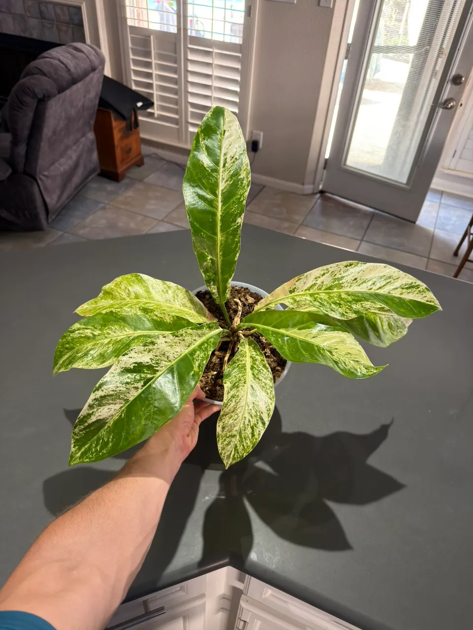 Massive Anthurium Hookeri Pink | 10-Inch Indonesian Import ($149) from ...