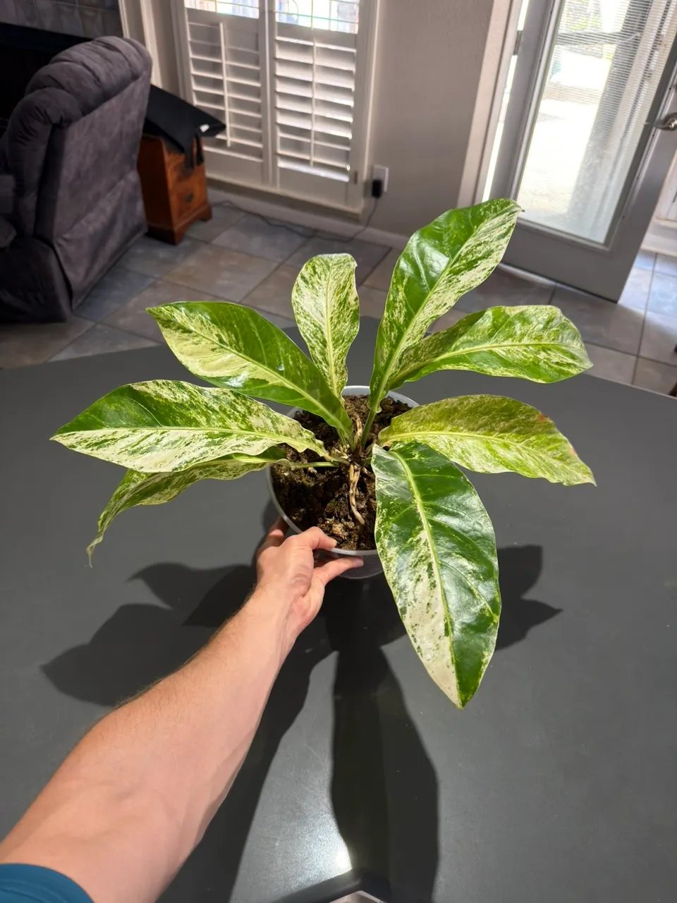 Massive Anthurium Hookeri Pink | 10-Inch Indonesian Import ($149) from ...