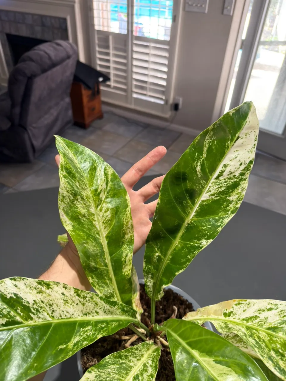 Massive Anthurium Hookeri Pink | 10-Inch Indonesian Import ($149) from ...