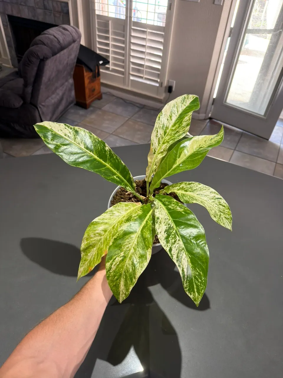 Massive Anthurium Hookeri Pink | 10-Inch Indonesian Import ($149) from ...