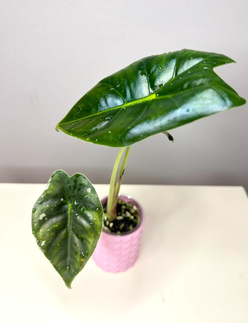 PINK Ninja (not mint) Alocasia ($625) from @MistyingMyPlanties