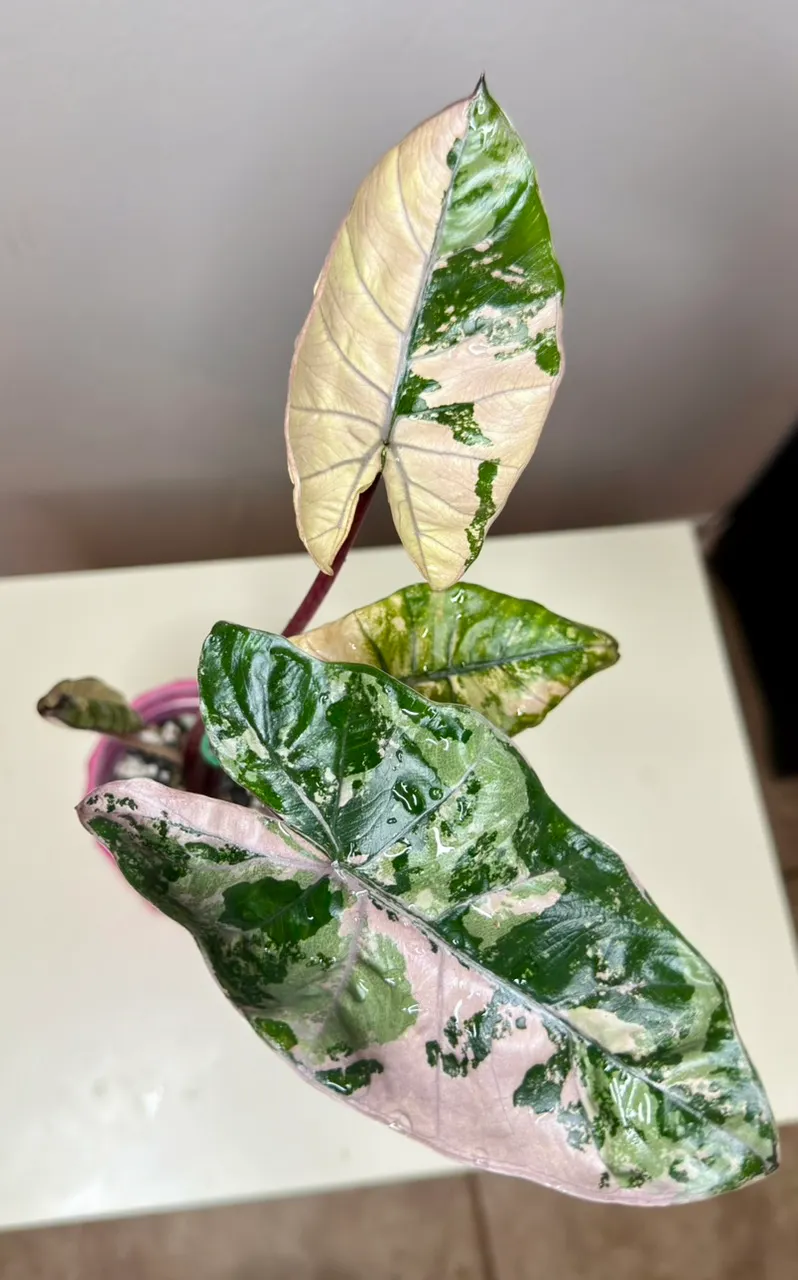 PINK Ninja (not mint) Alocasia ($625) from @MistyingMyPlanties