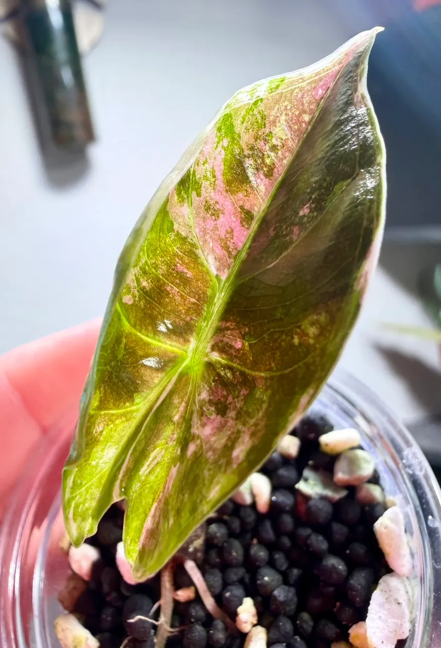 PINK Ninja (not mint) Alocasia ($625) from @MistyingMyPlanties