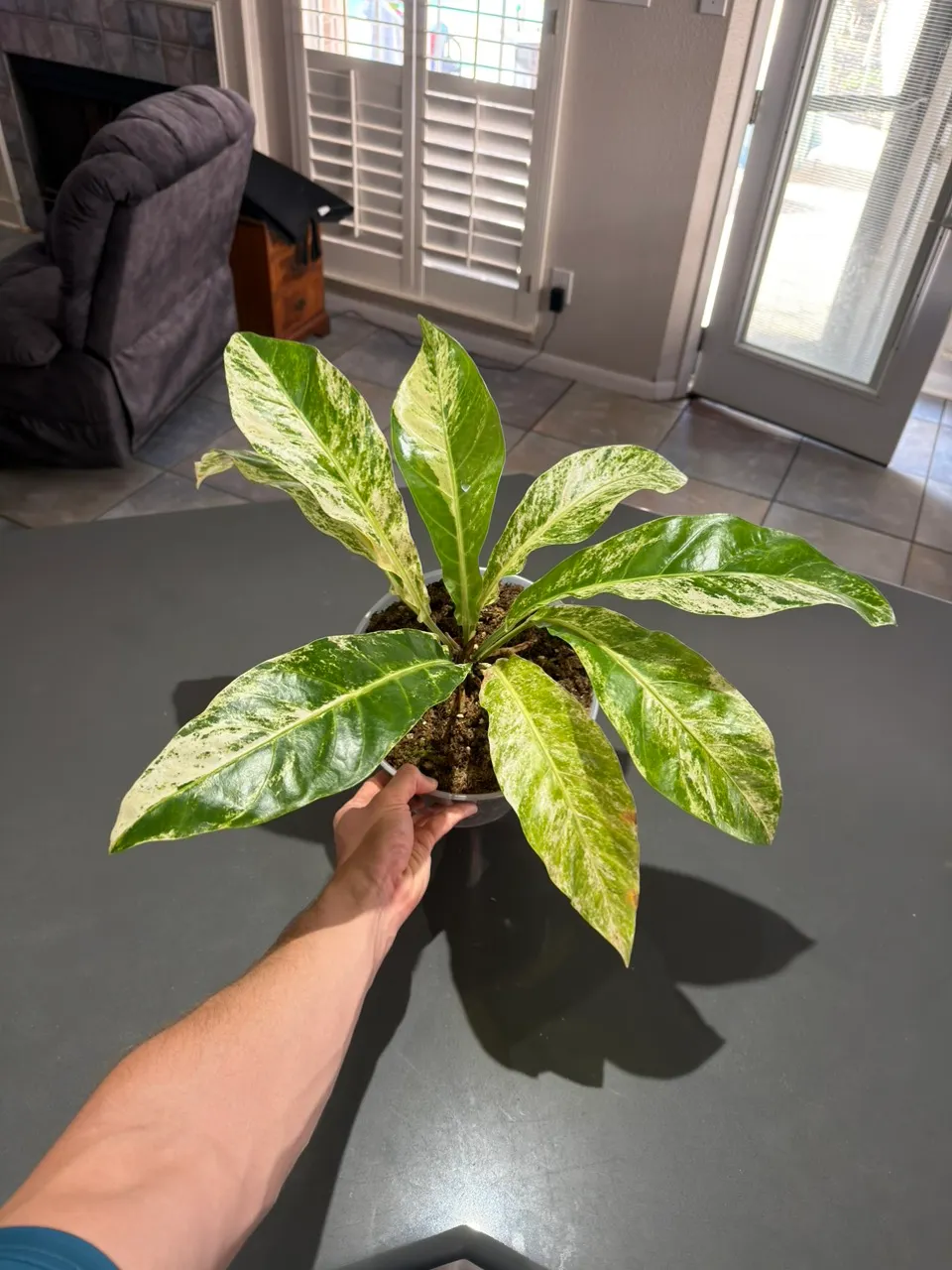 Massive Anthurium Hookeri Pink | 10-Inch Indonesian Import ($149) from ...