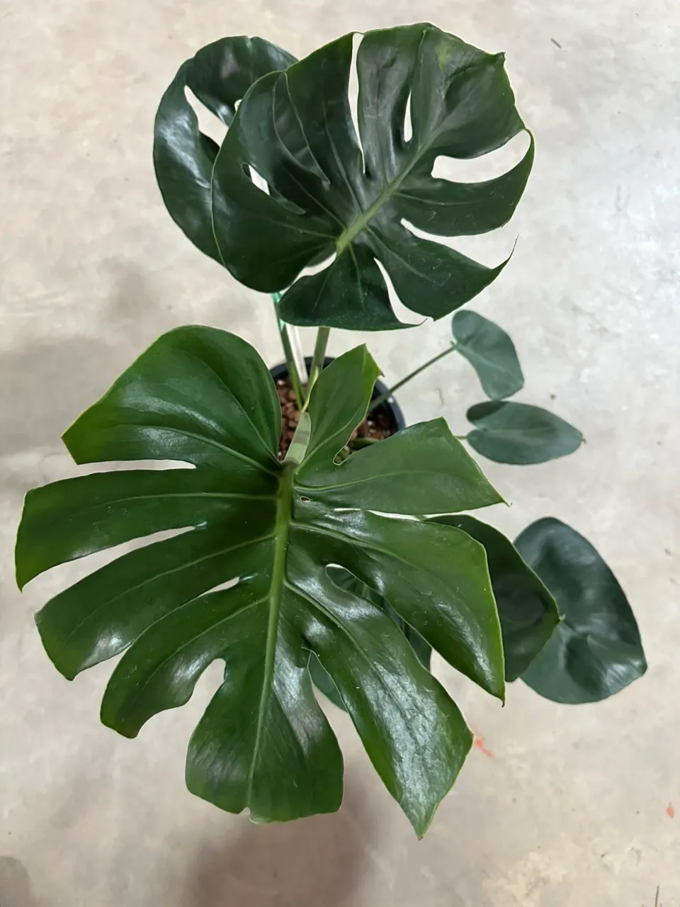 661 Monstera Deliciosa Special form No ID ($315) from @nexusplants