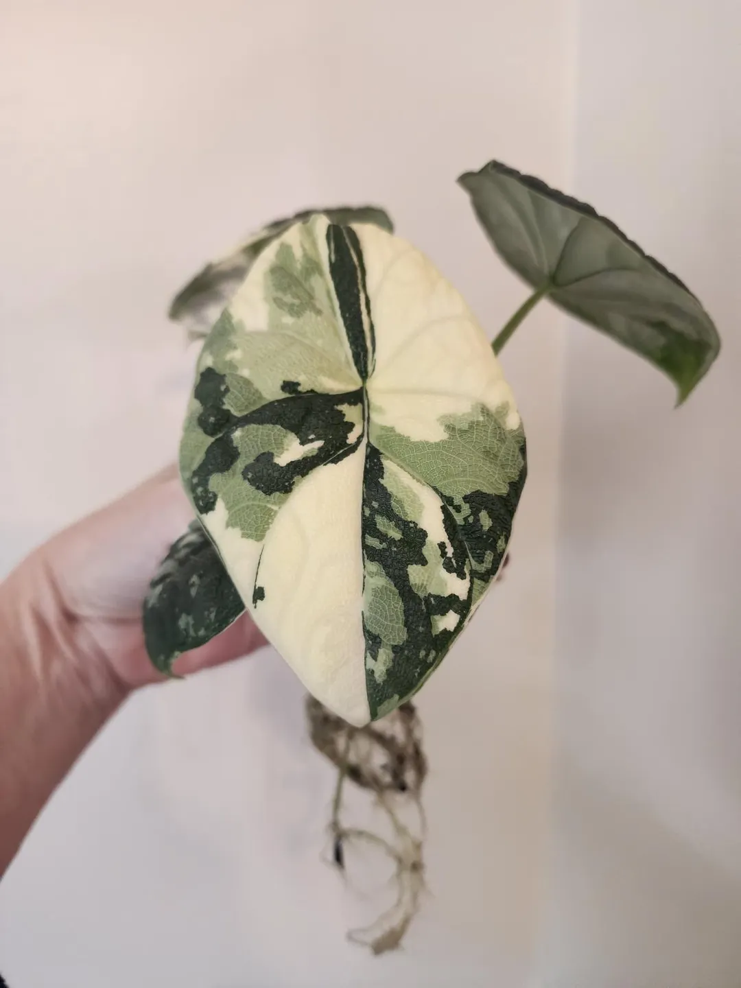Mother Alocasia Melo Albo Variegated ($425) from @VariegatedPlantHaven