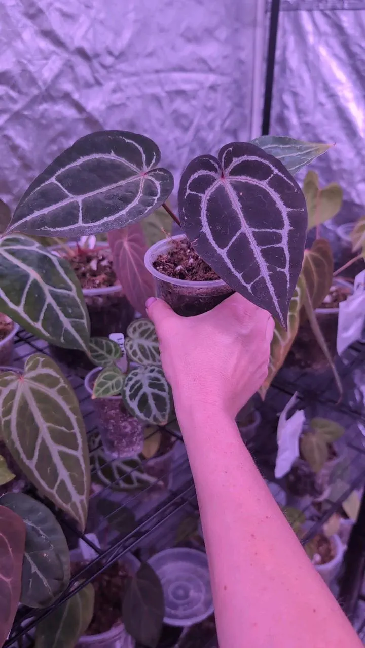 Anthurium (ta crystal mag x Tim's black) x doc block purple f2