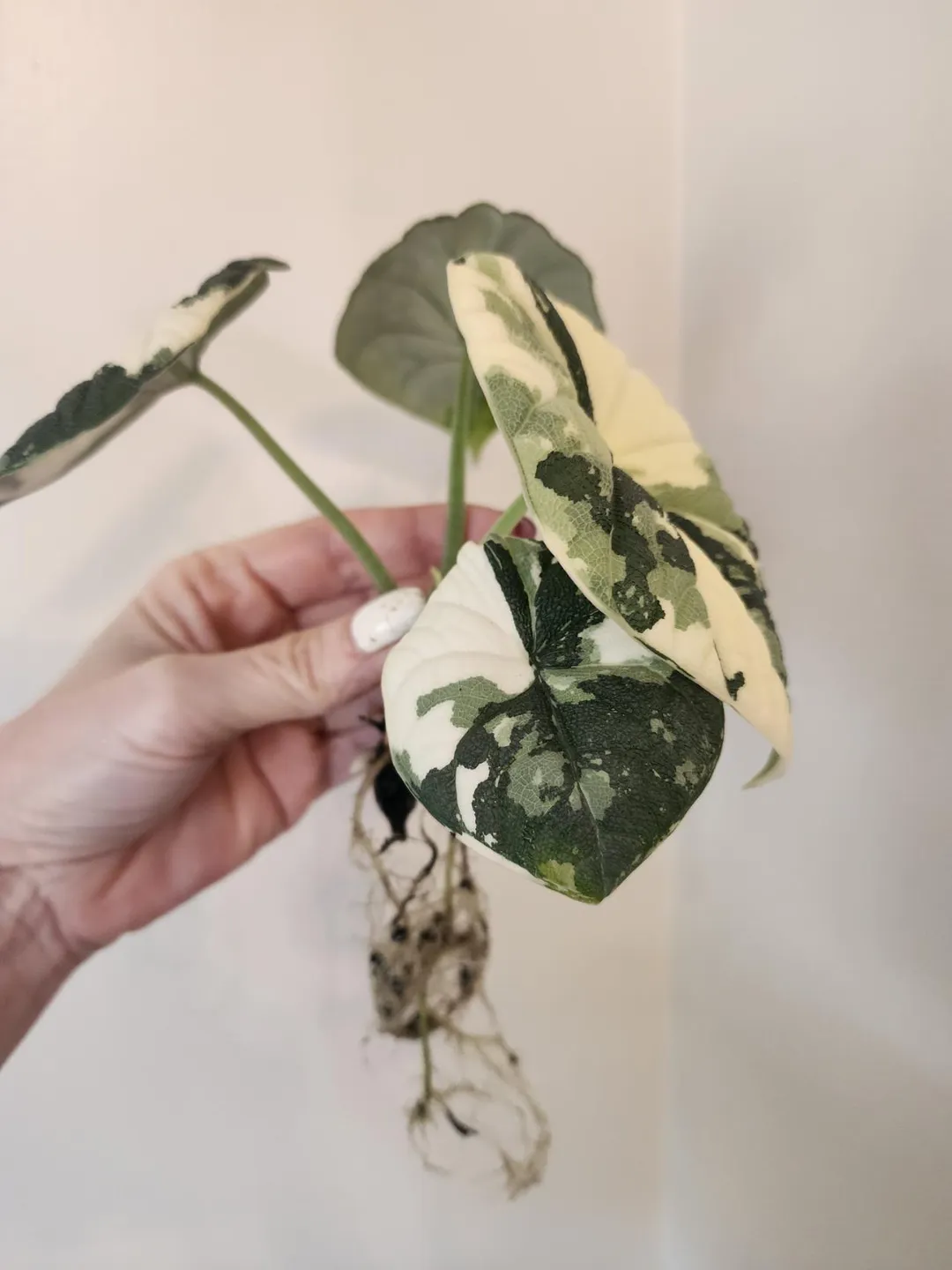 Mother Alocasia Melo Albo Variegated ($425) from @VariegatedPlantHaven