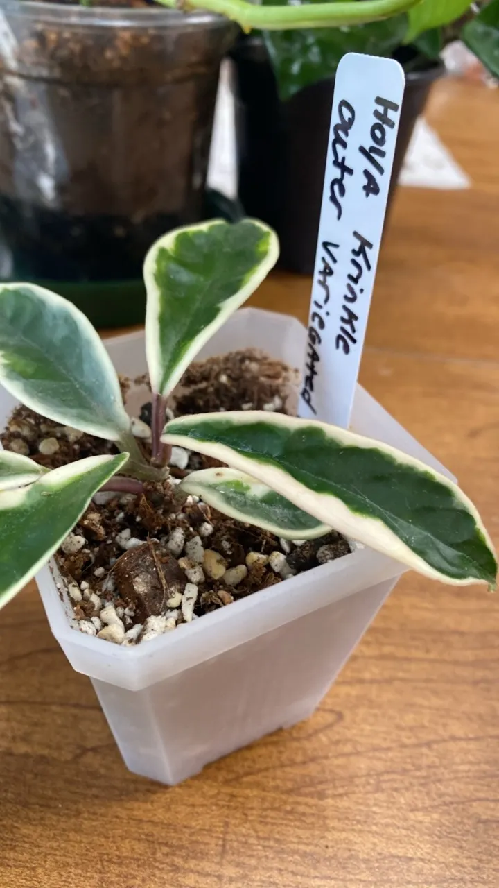 Hoya outer variegated Krinkle ($14) from @Thepottedshelf