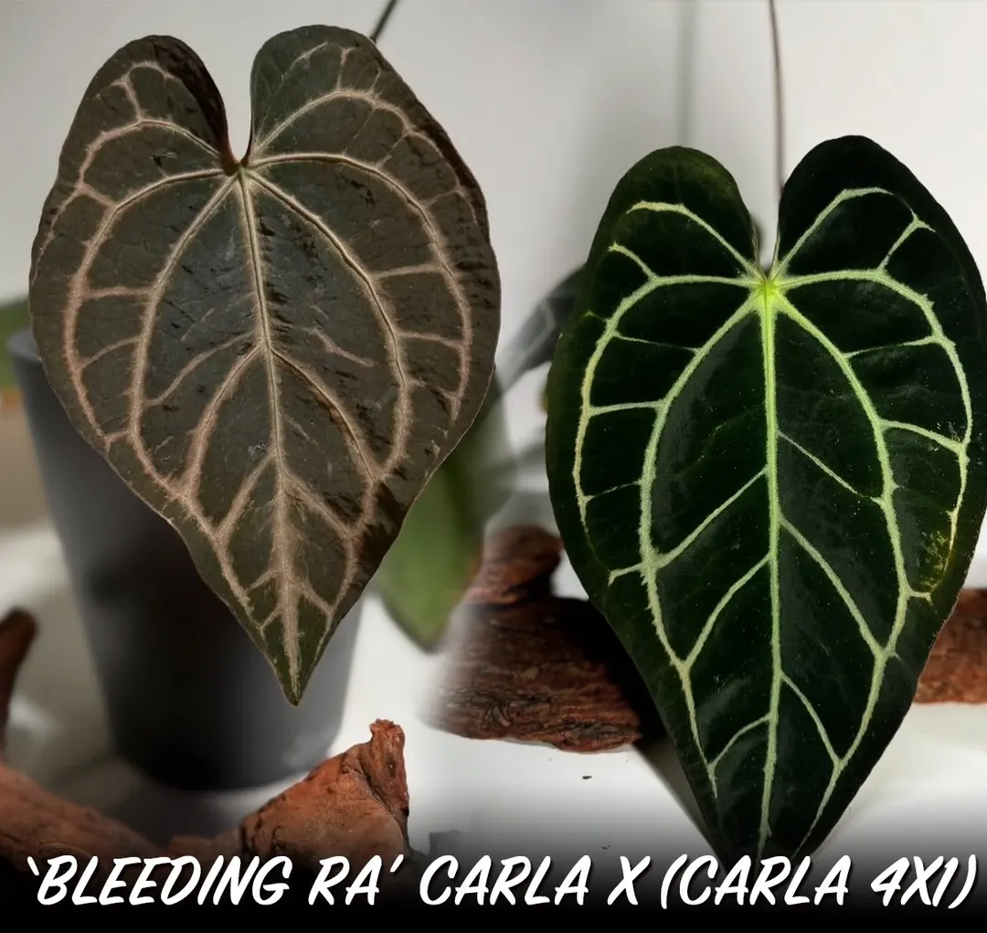 Bleeding Ra Carla x Carla 4x1 ($150) from @FoxFoliata